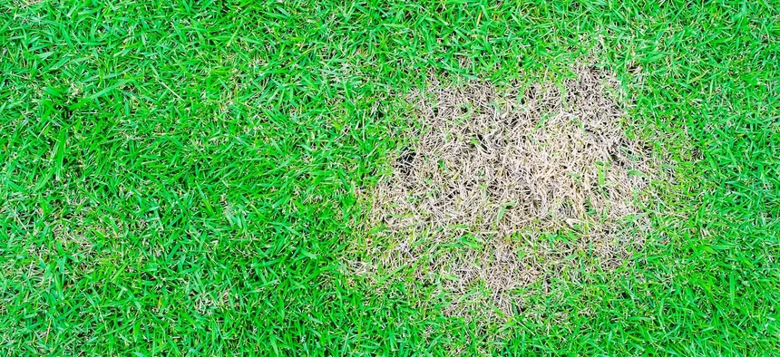 How to tell if your lawn is sick – and what to do about it!