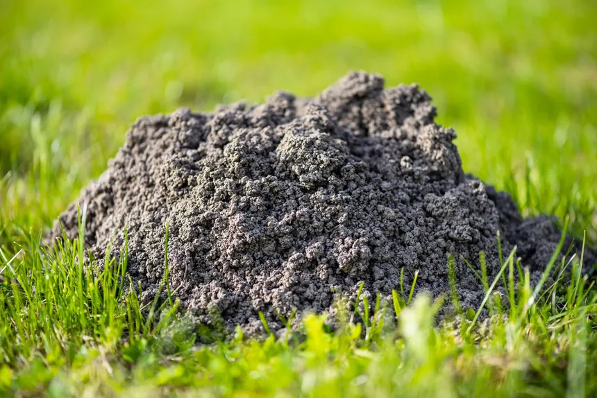 Your Guide to Lawn Pests