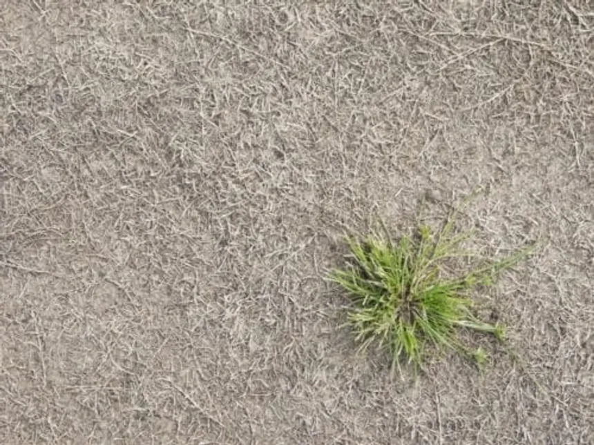 Lawn care: Signs your lawn is dead and what to do about it