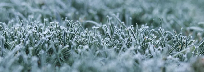 The Impacts of Frost on Wintergreen Couch