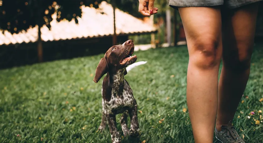 Is your dog damaging your lawn?