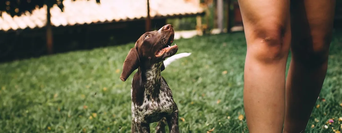 dog-lawn-damage