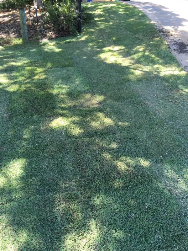 Re-turfing with Empire Zoysia, photo 1