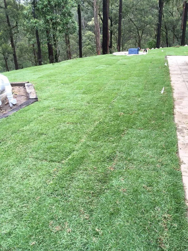 New house turfing with Empire Zoysia, photo 1