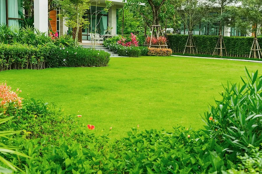 Establish lawn