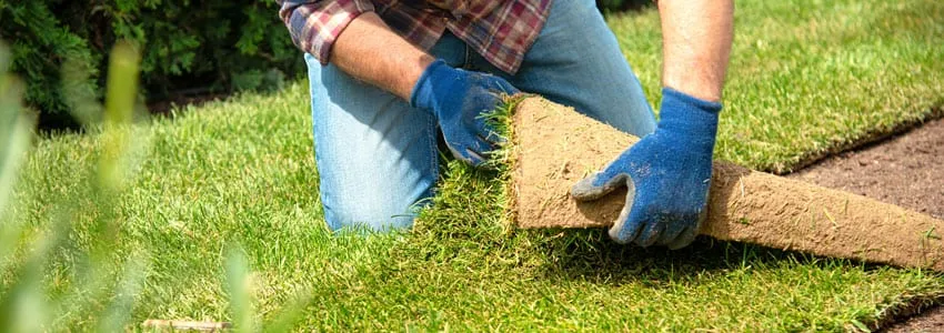 First Time Buyer: Which Buffalo Grass Should You Buy?