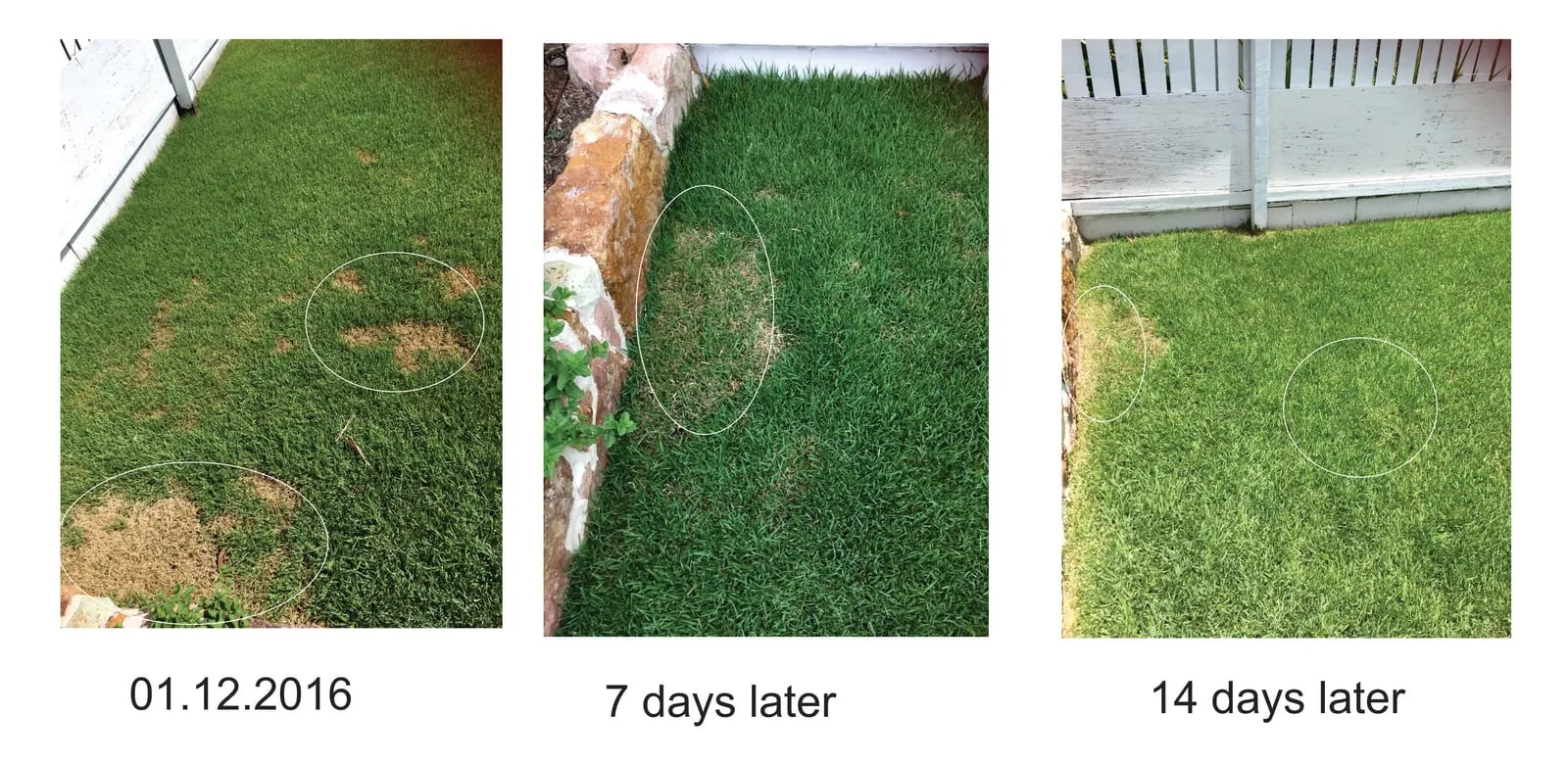 A lawn recovering from dry brown patches after regular watering