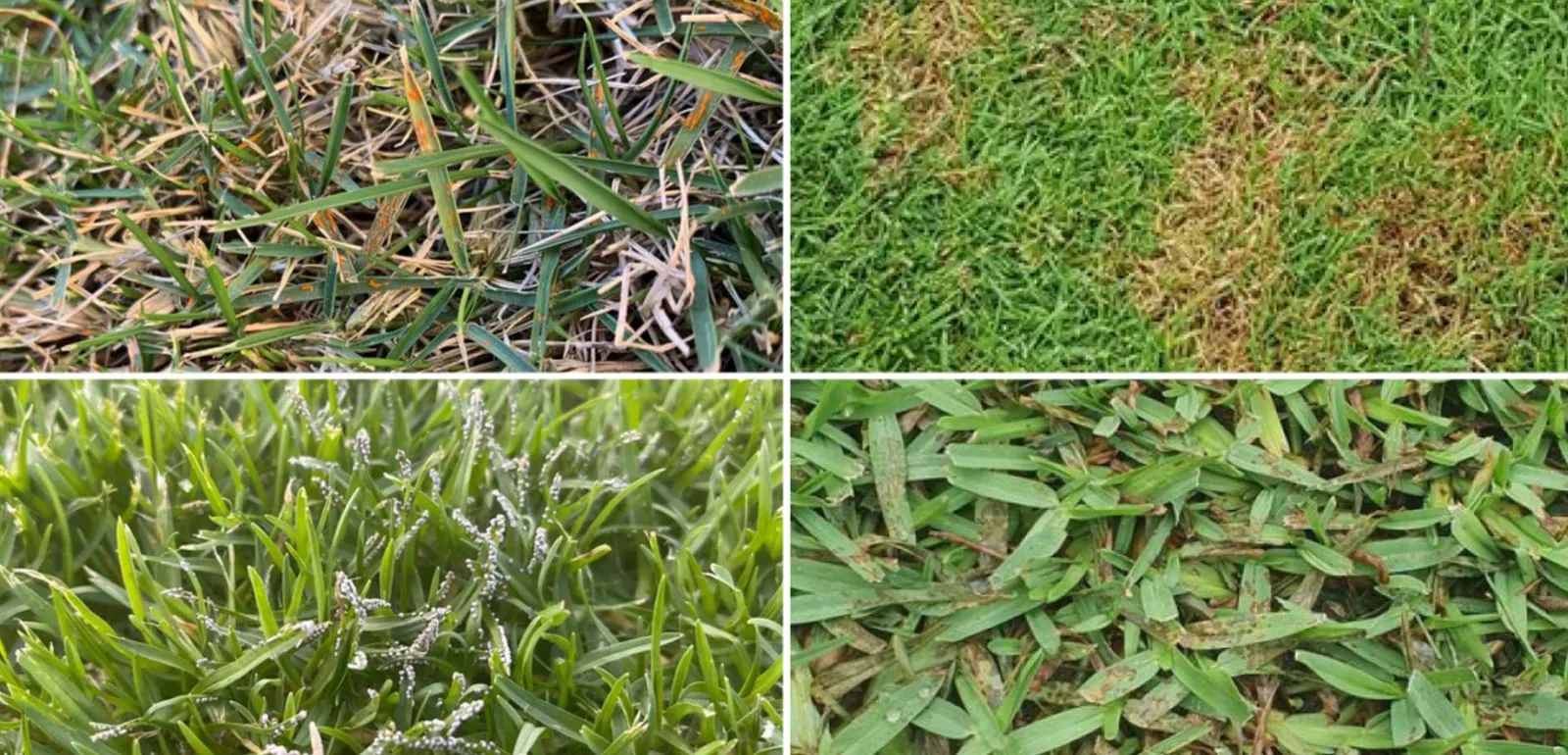 Common Lawn Diseases