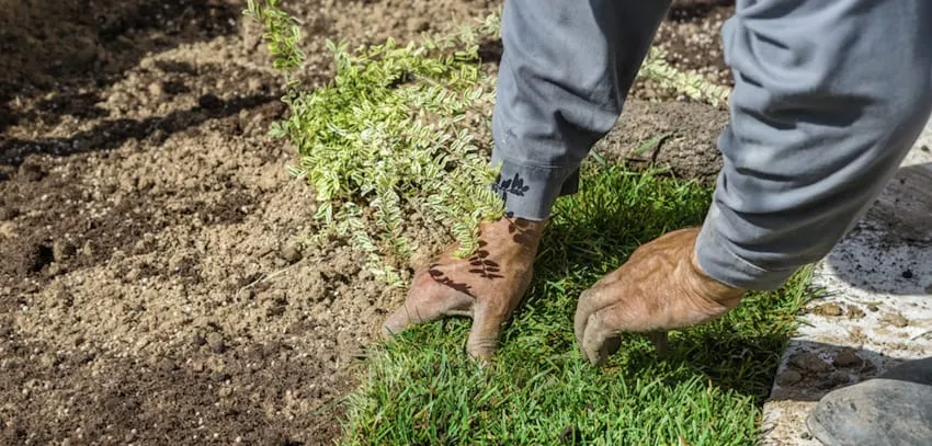 best-turf-variety-brisbane-turfman