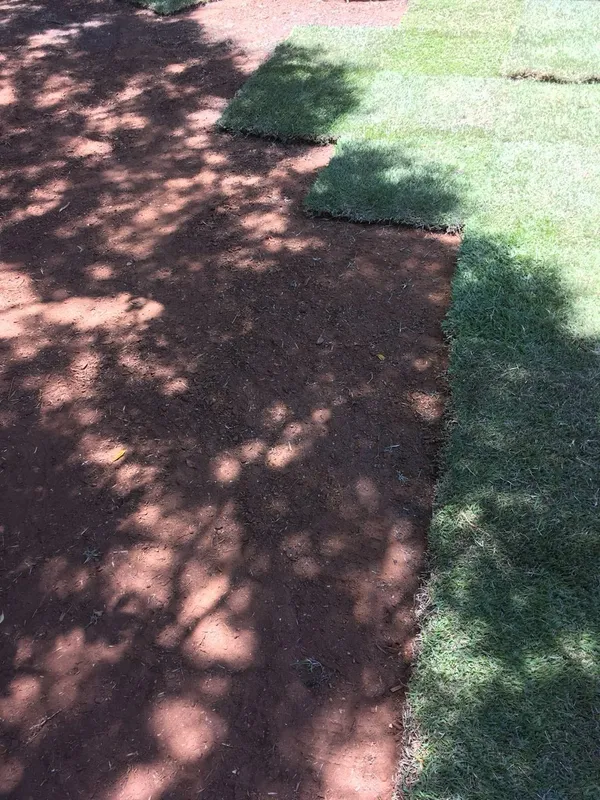 Re-turfing with Empire Zoysia, photo 10