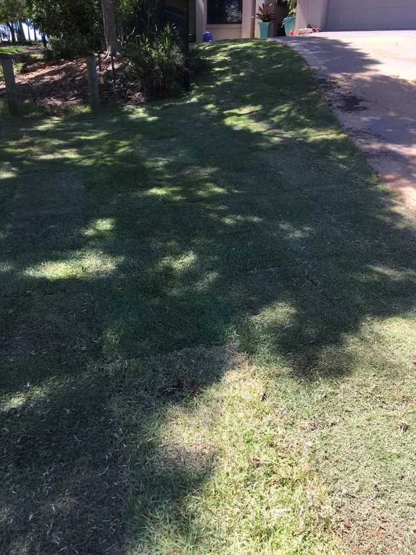 Re-turfing with Empire Zoysia, photo 11