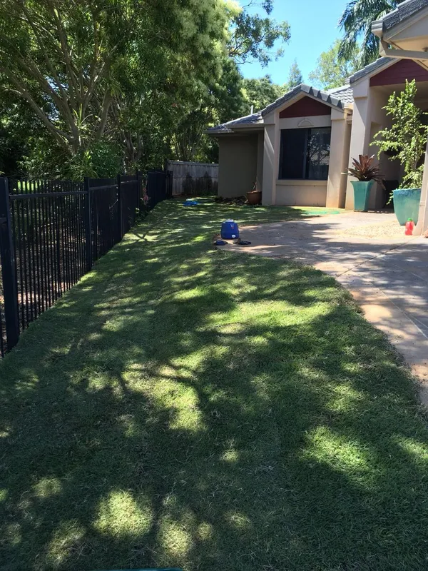 Re-turfing with Empire Zoysia, photo 6