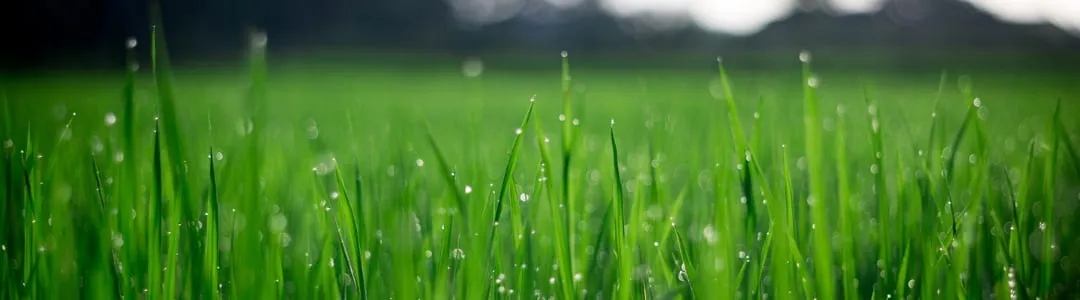 The Importance of Proper Site Preparation for Laying Turf!