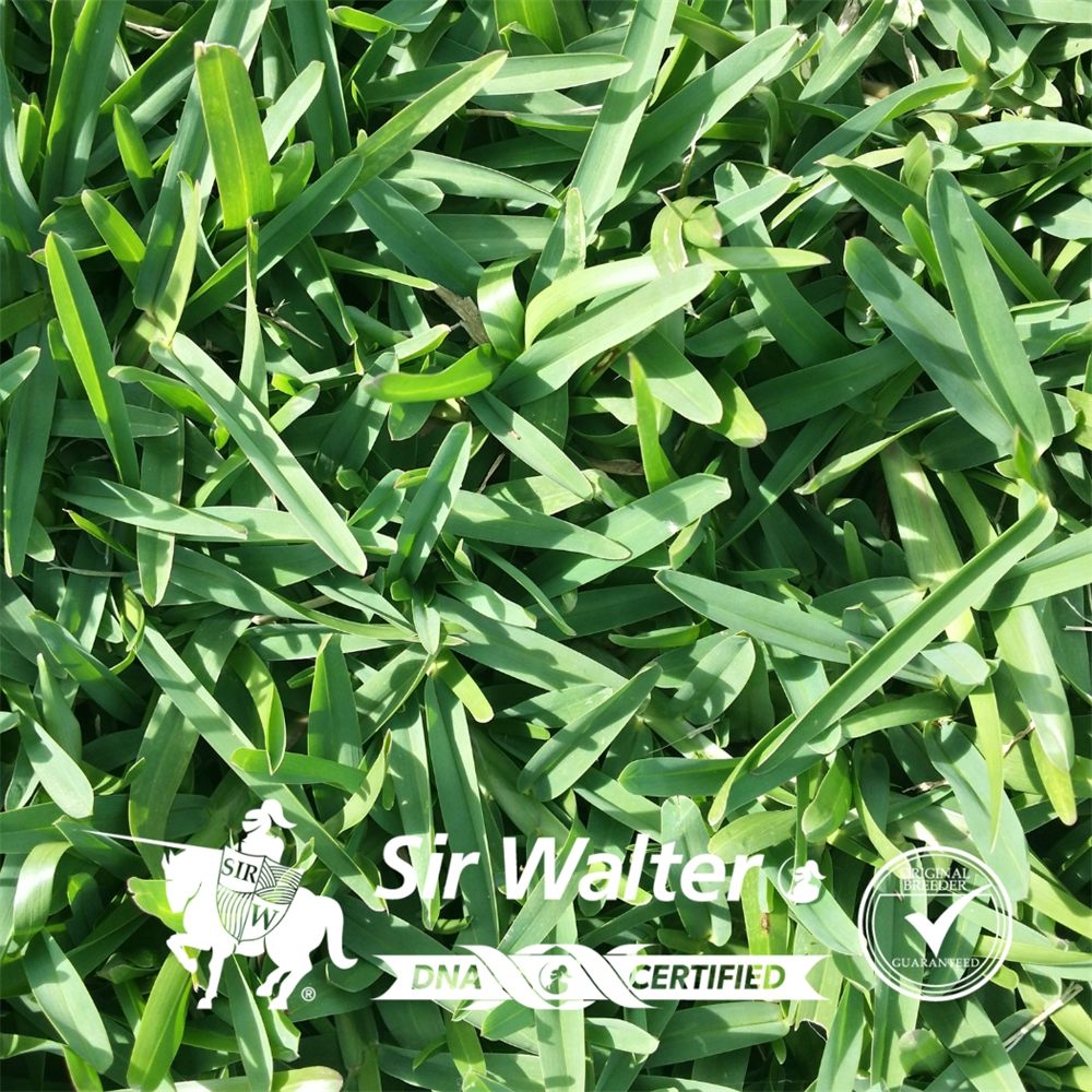 Sir Walter DNA Certified Buffalo