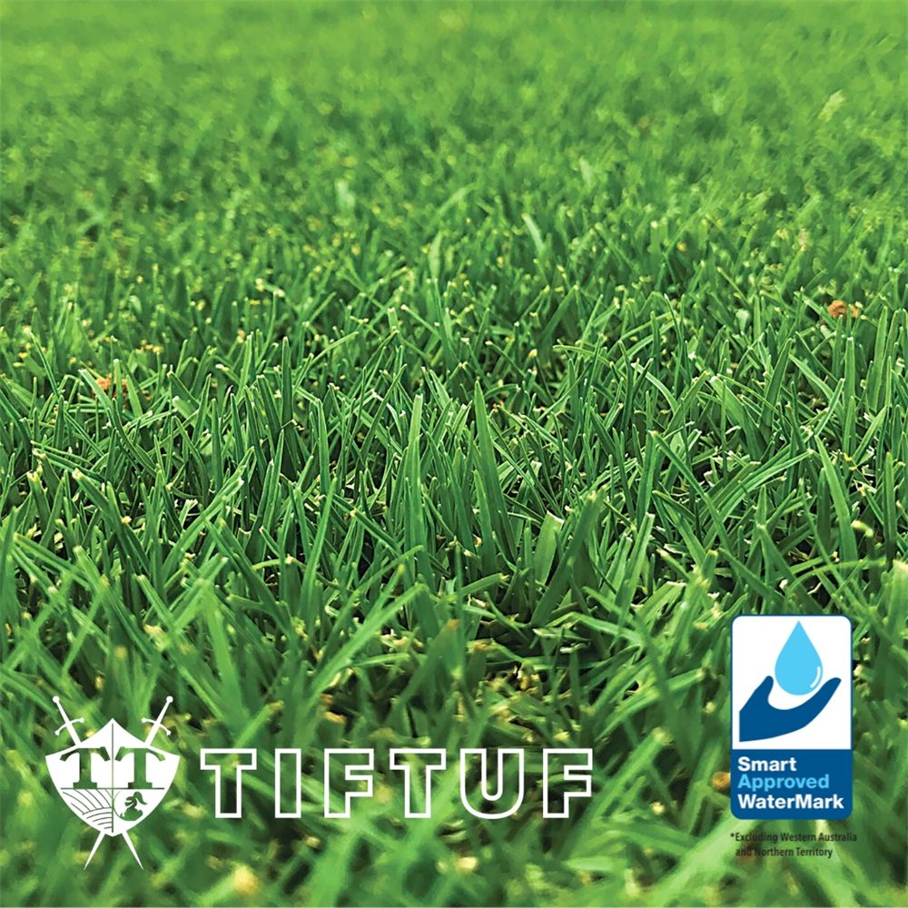 TifTuf Hybrid Bermuda